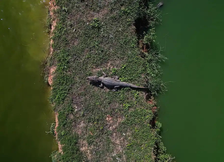Babilla en el río. Protección del medio ambiente.